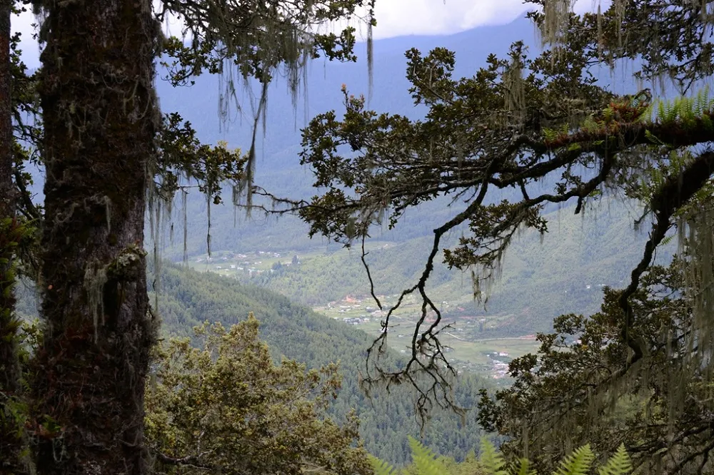 Rodongla Trek